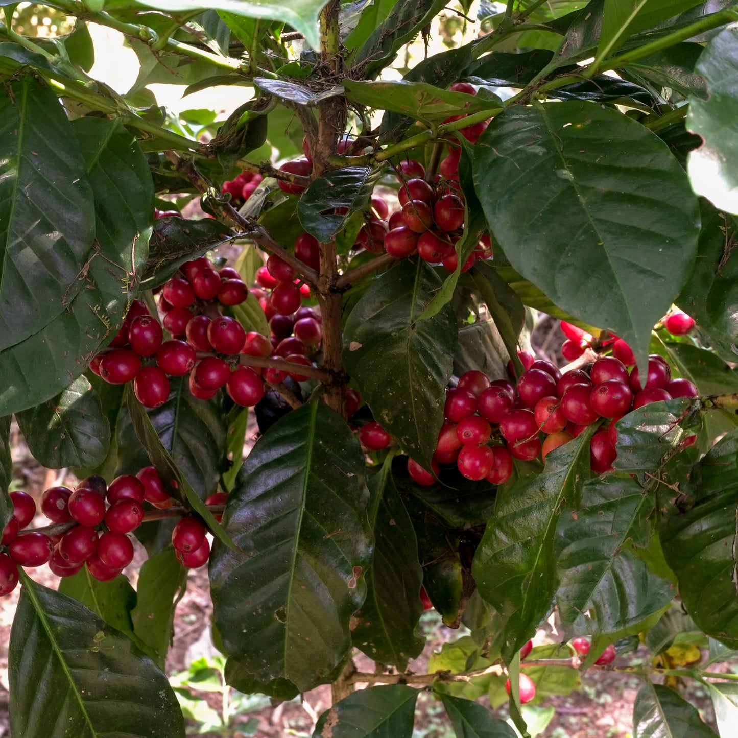 Ecuador Café Johann Sidra (Washed)