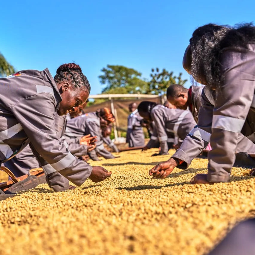 Kenya Eaagads (Washed)