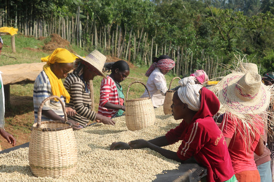 Producer Focus - Ardent Coffee Export, Ethiopia