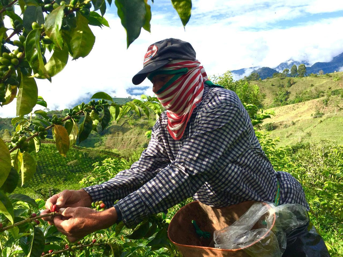 Producer Focus - Mikava Coffee