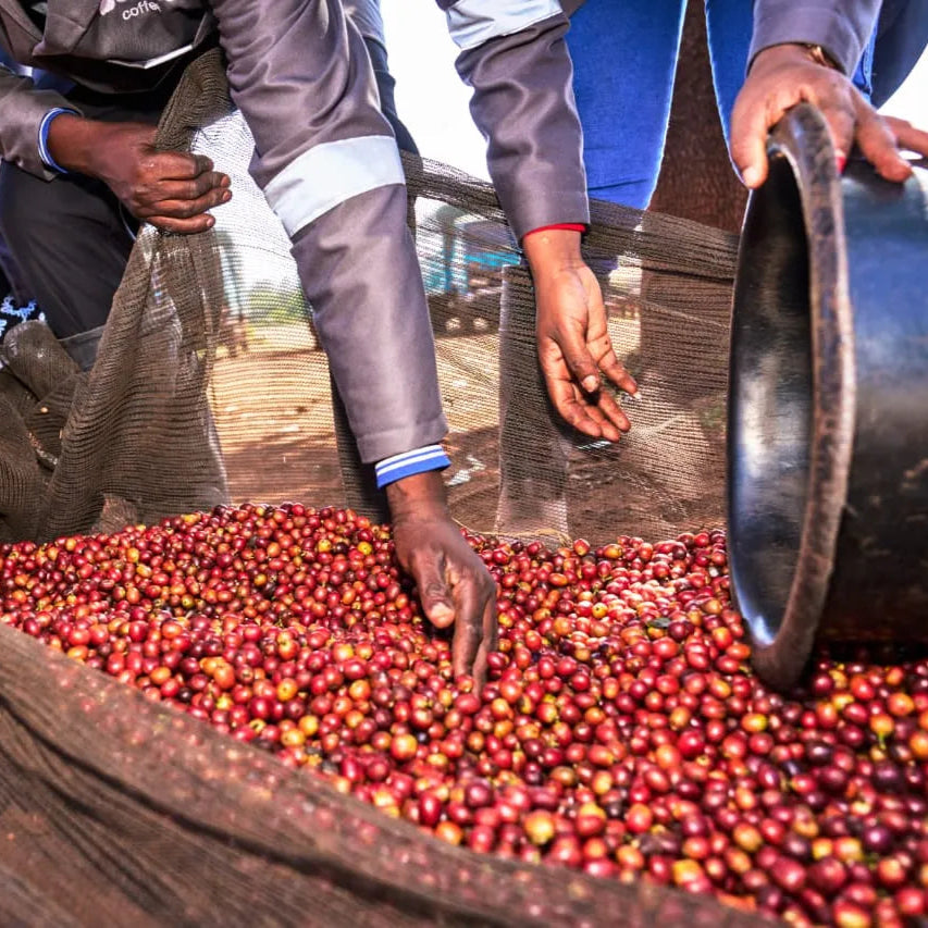 Kenya Eaagads (Washed)