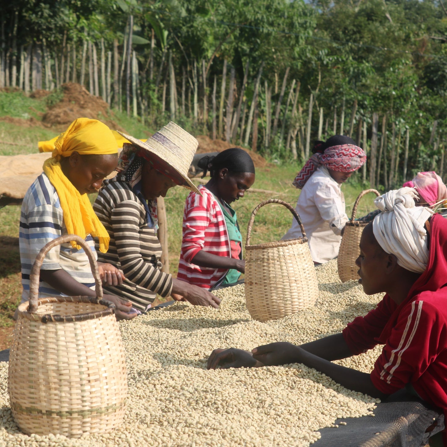 Ethiopia Shantagolba Ardent (Washed)