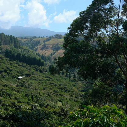 Costa Rica La Alquimia (Anaerobic Honey)