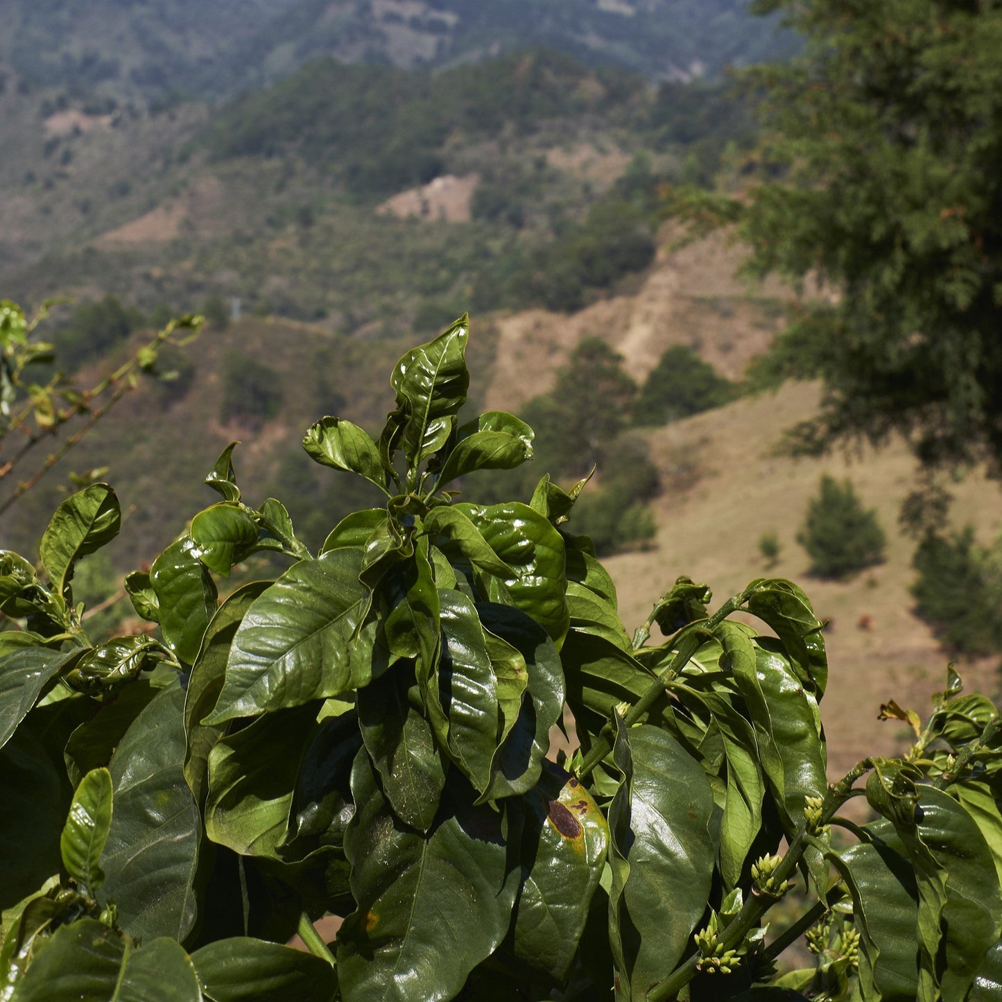 El Salvador Finca Fredy (Natural)